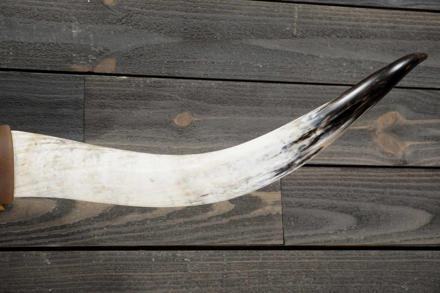 5' 1" Longhorn Wall Mount #279