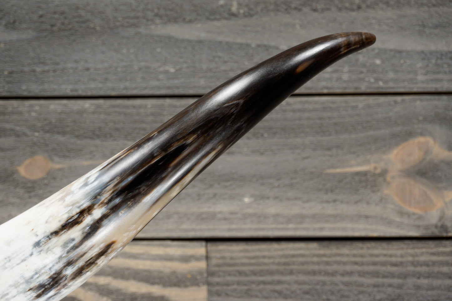 5' 1" Longhorn Wall Mount #279