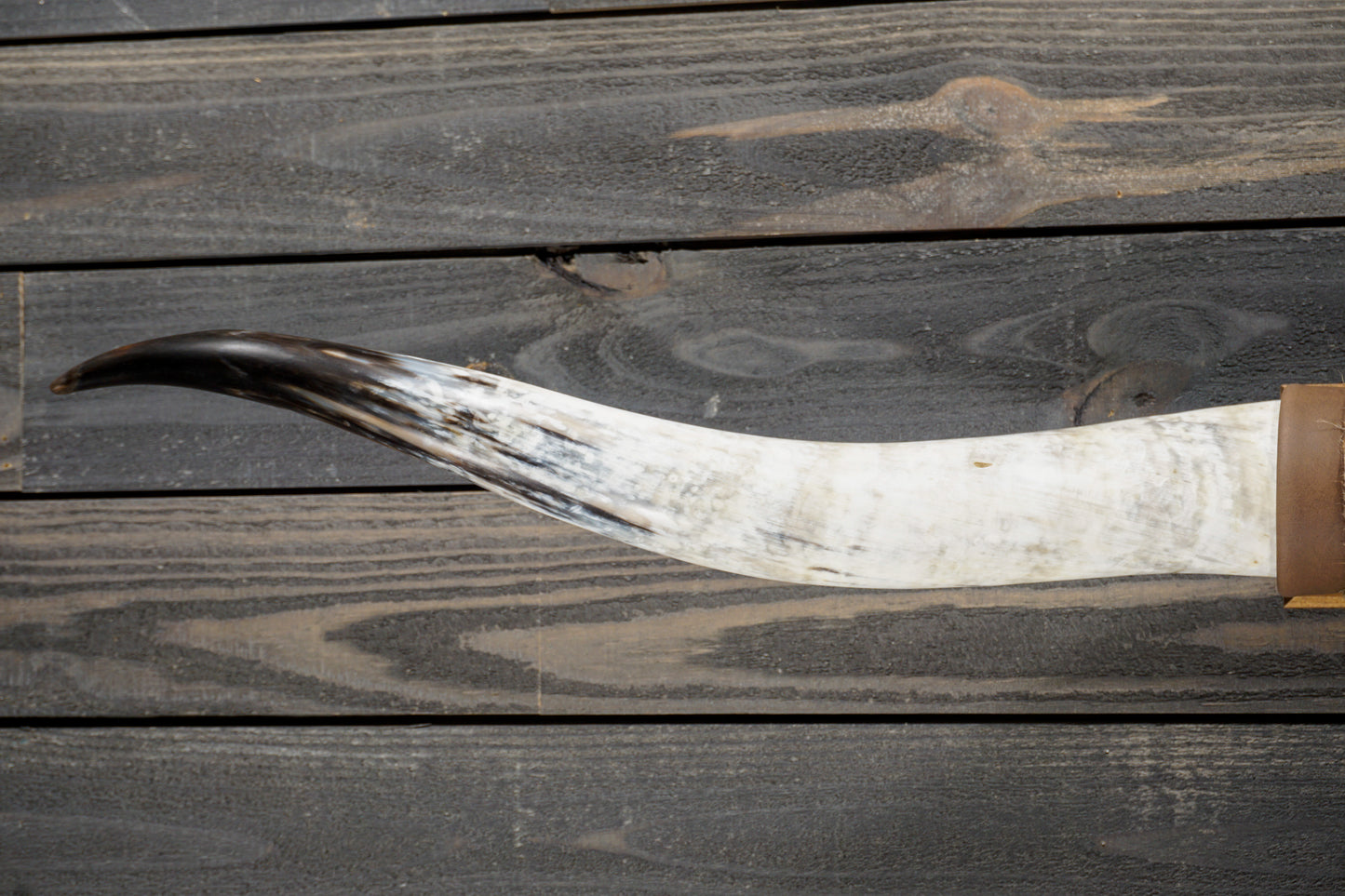 5' 1" Longhorn Wall Mount #279