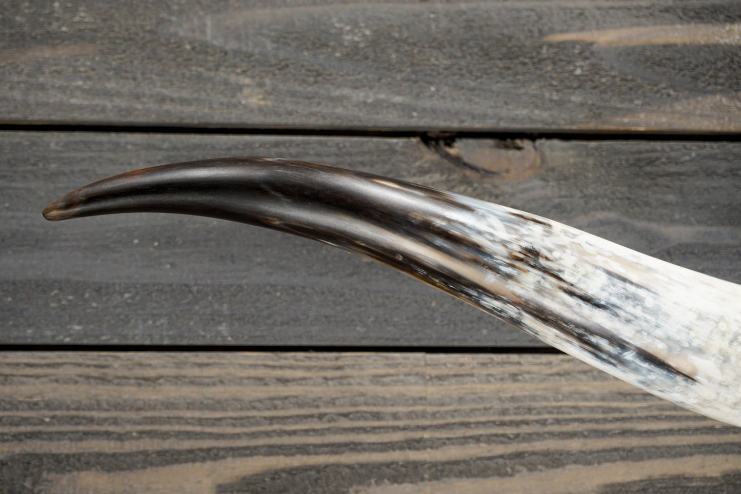 5' 1" Longhorn Wall Mount #279
