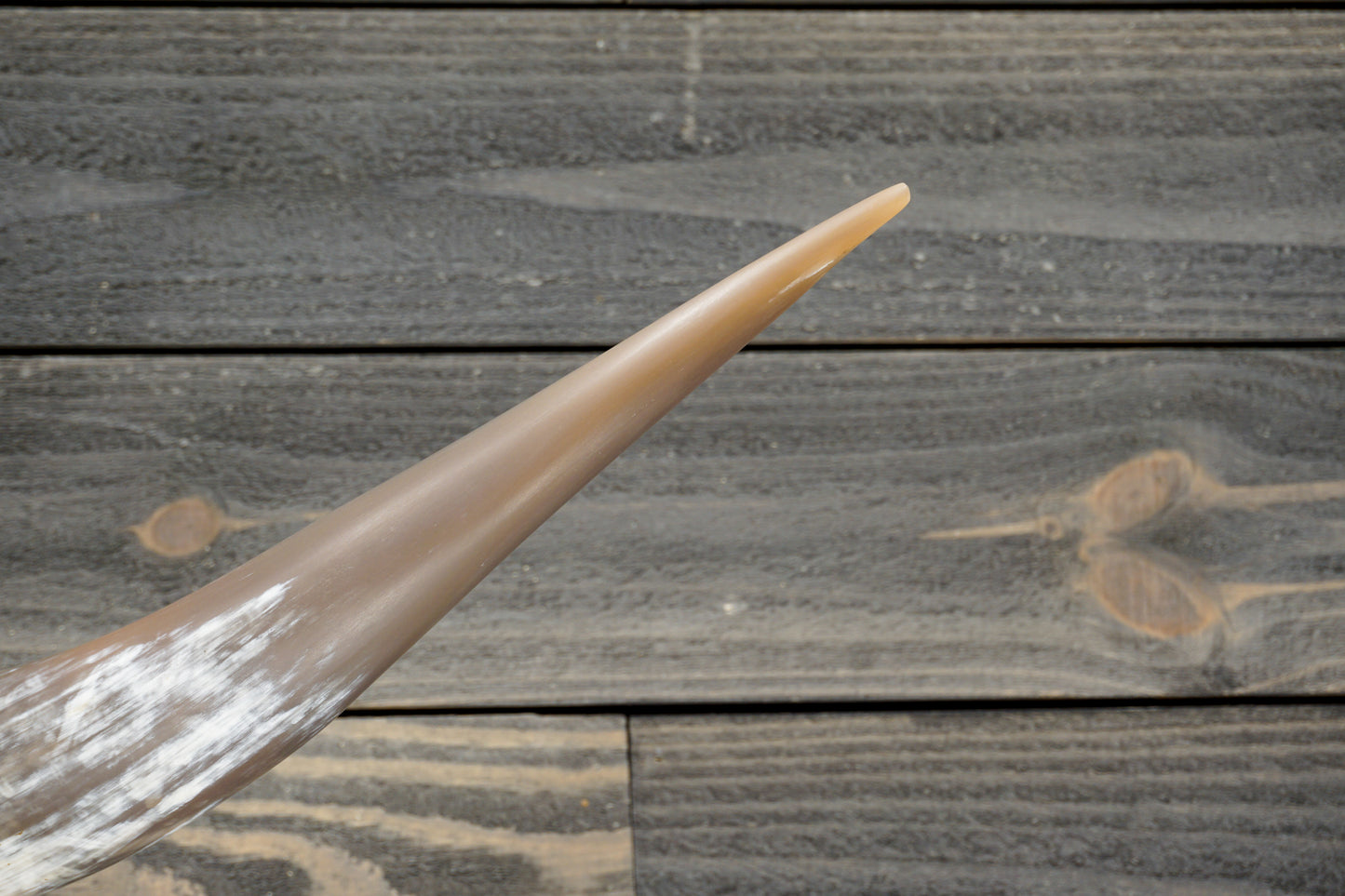 4' 6" Longhorn Wall Mount #283