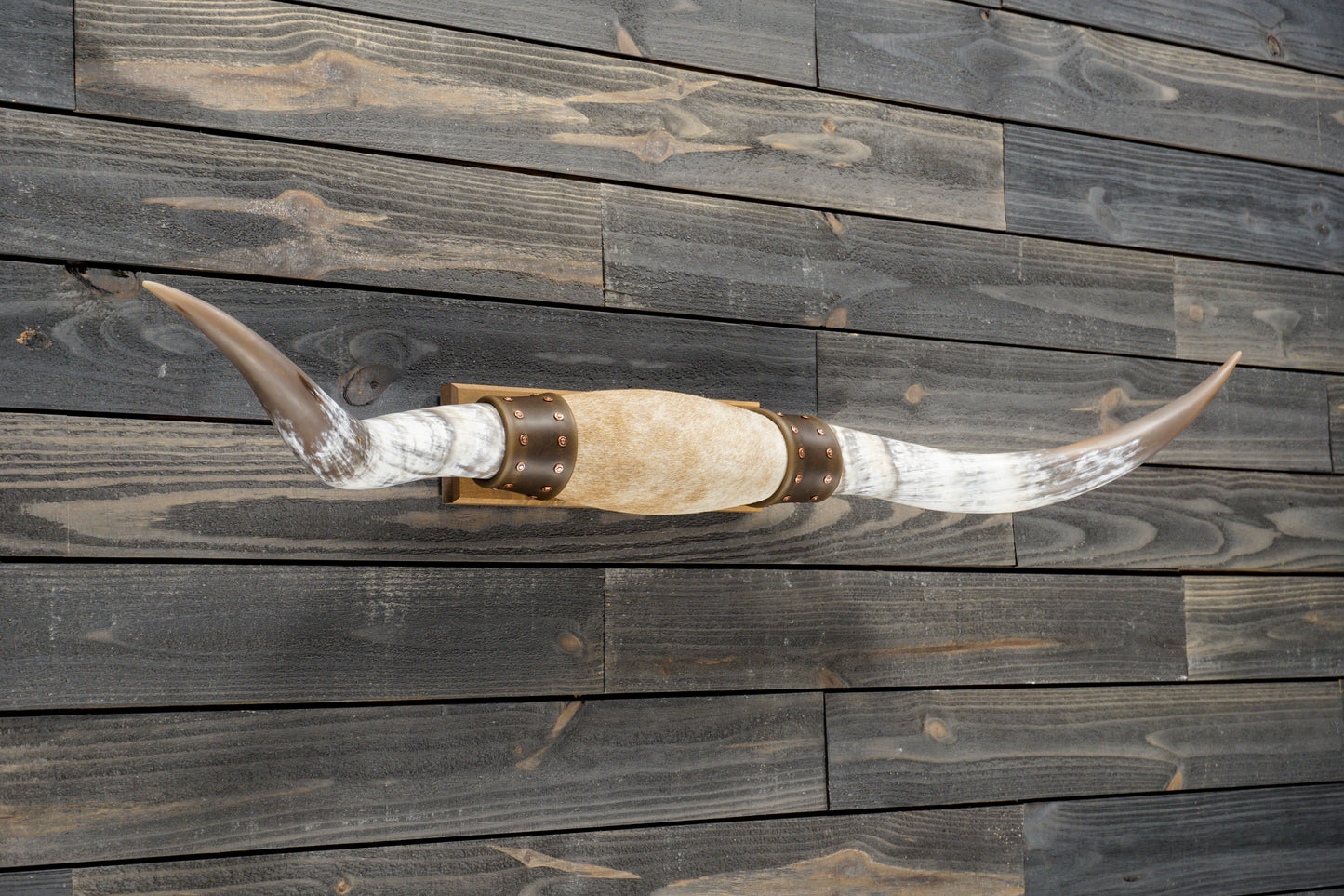 4' 6" Longhorn Wall Mount #283