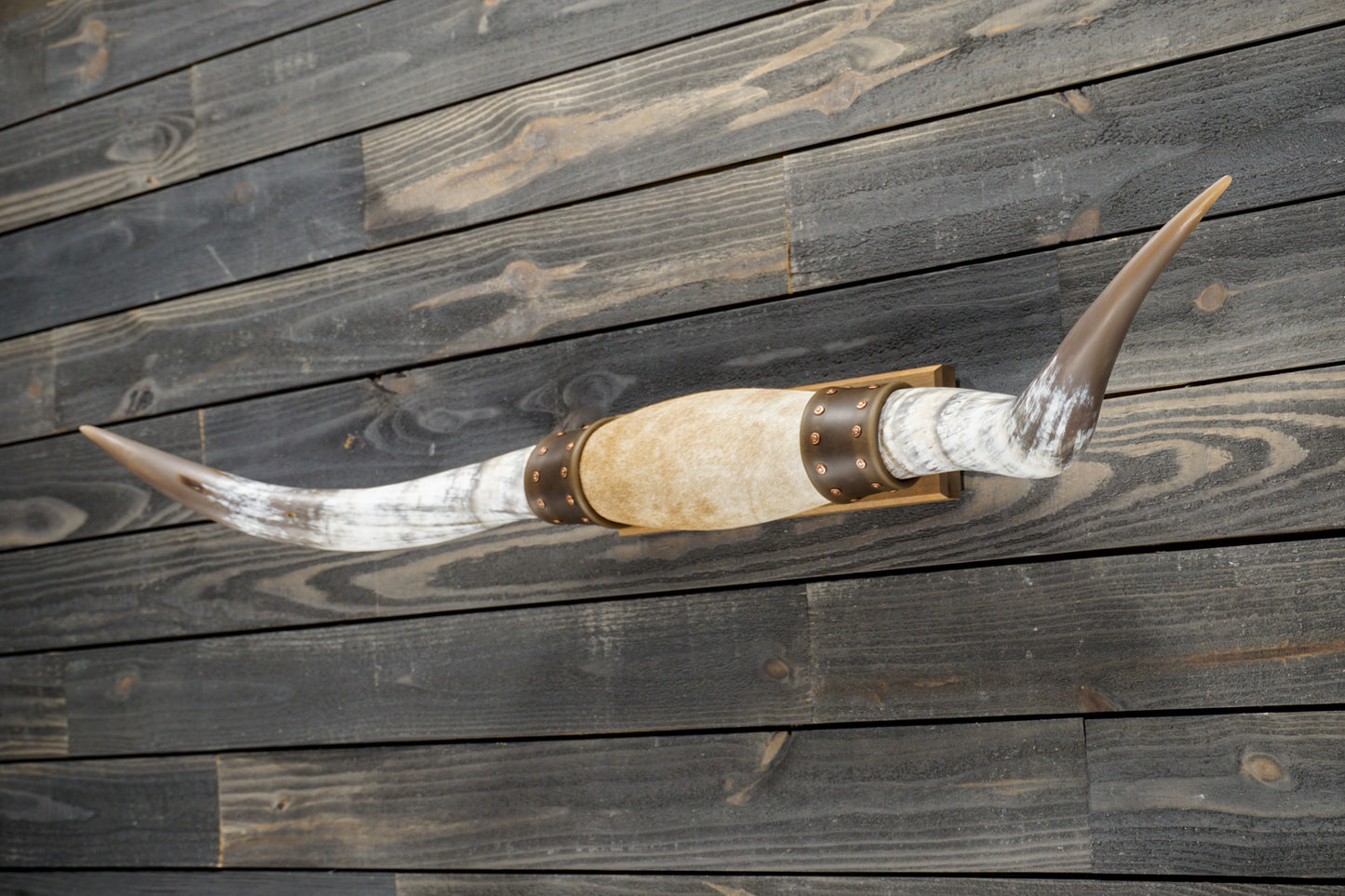 4' 6" Longhorn Wall Mount #283