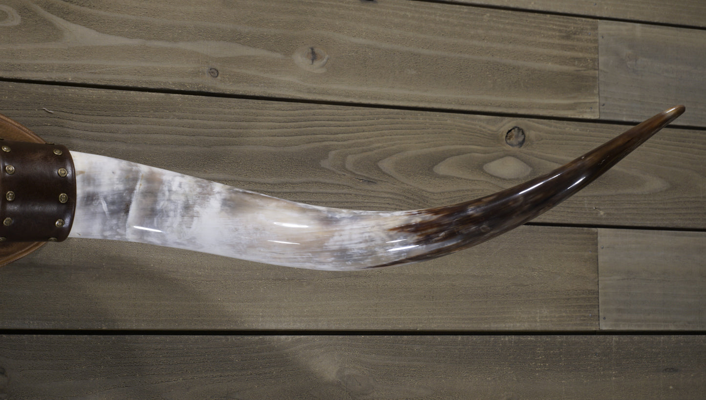 5' 0" Longhorn Wall Mount #237