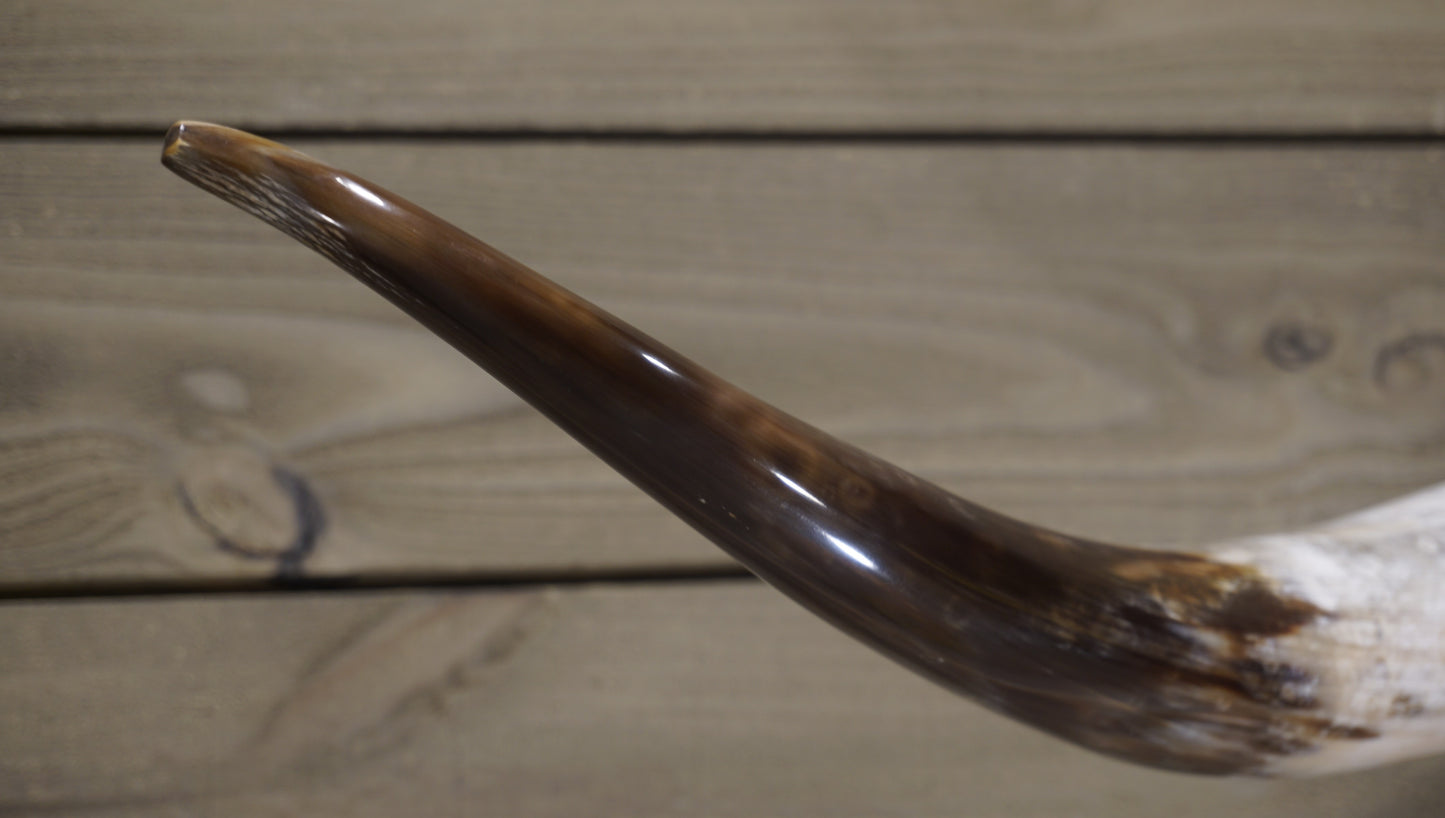 5' 0" Longhorn Wall Mount #237