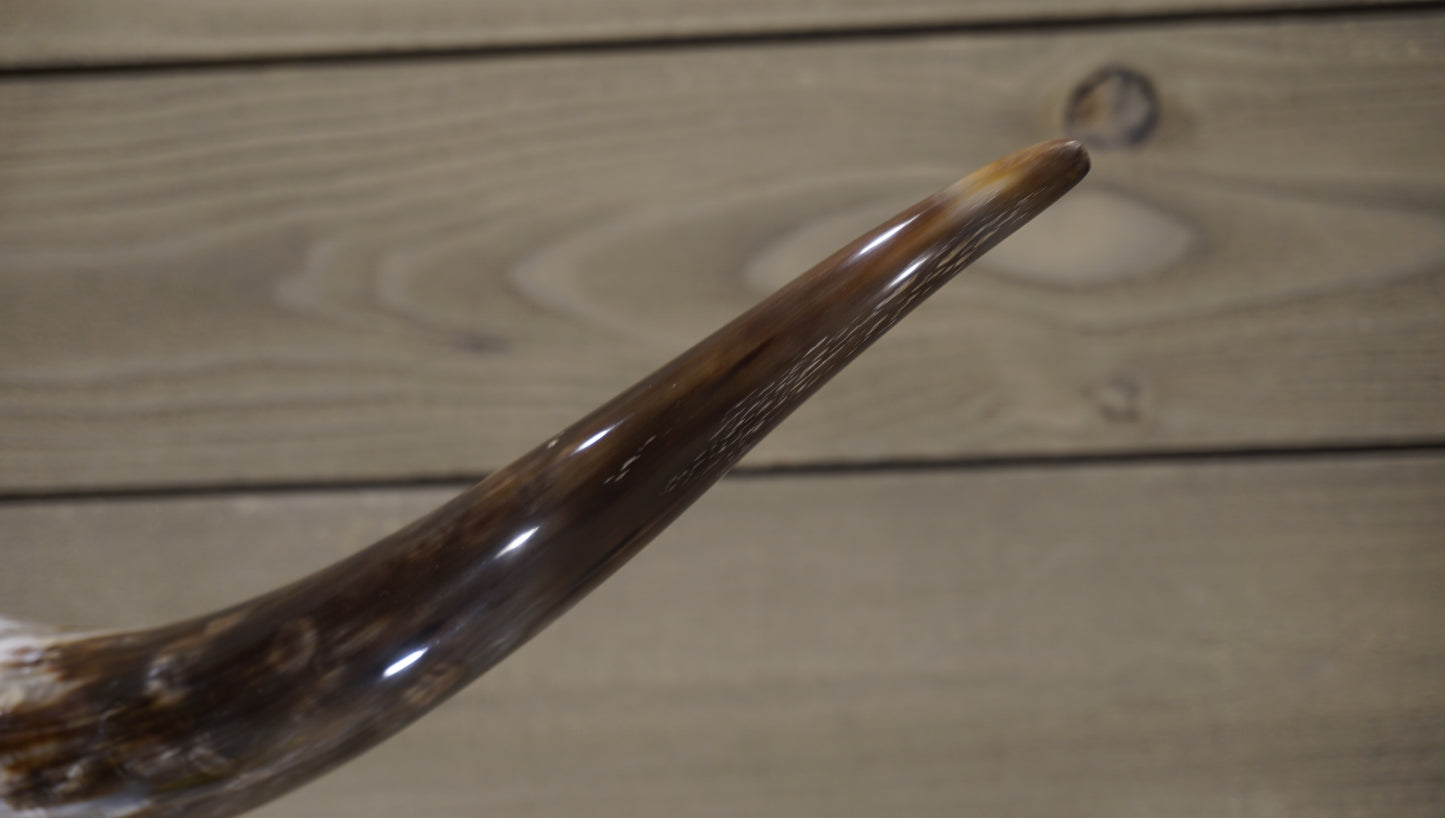 5' 0" Longhorn Wall Mount #237