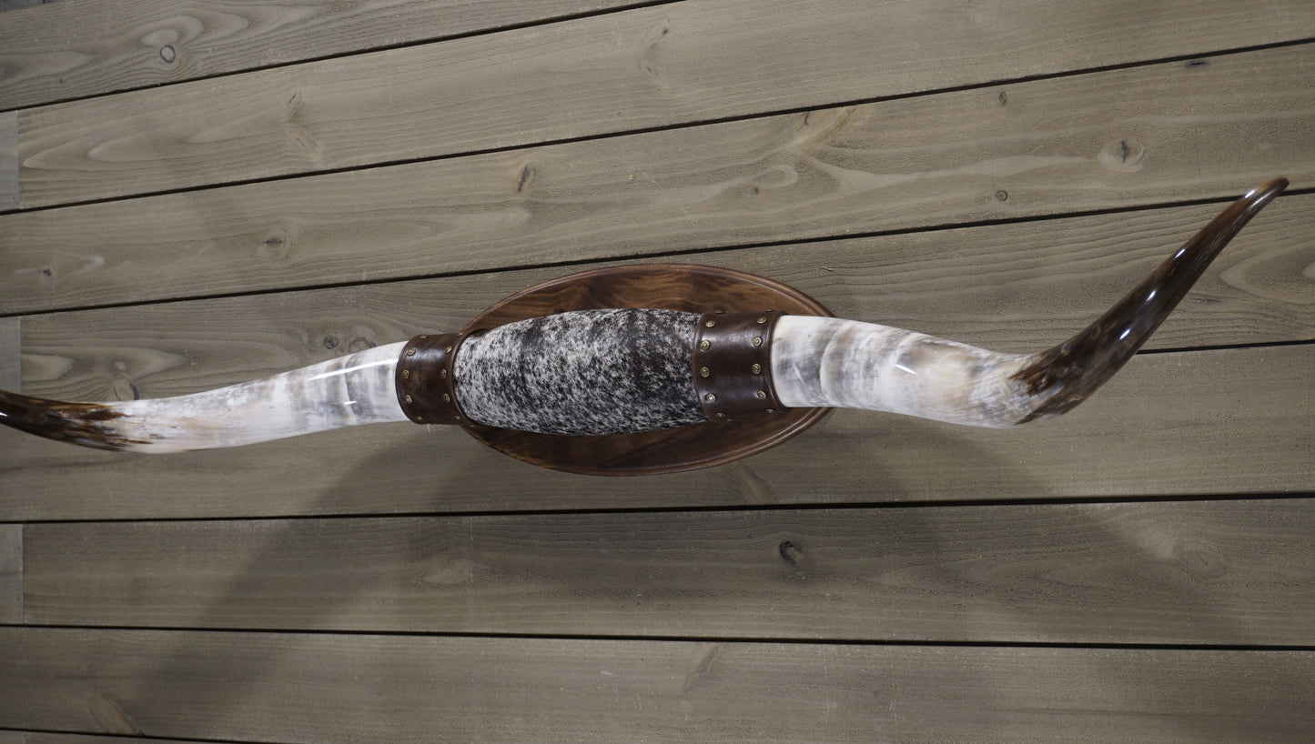 5' 0" Longhorn Wall Mount #237
