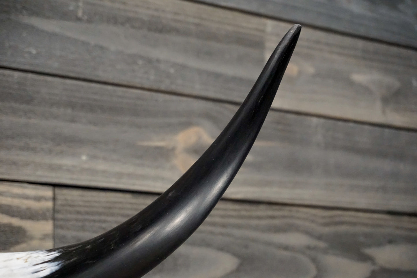 4' 2" Longhorn Wall Mount #251