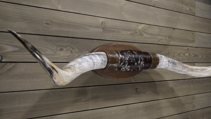 6' Longhorn Wall Mount #215