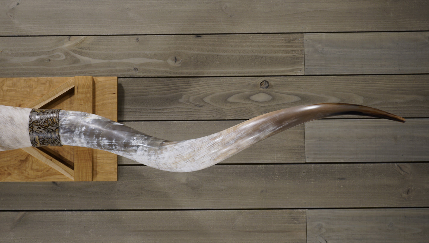 7'2" Longhorn Wall Mount #223