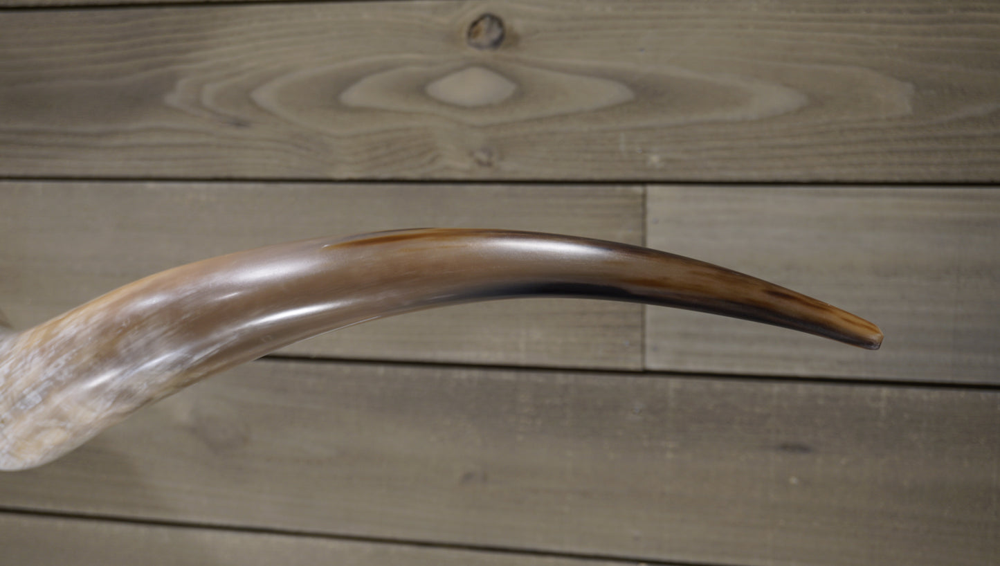 7'2" Longhorn Wall Mount #223