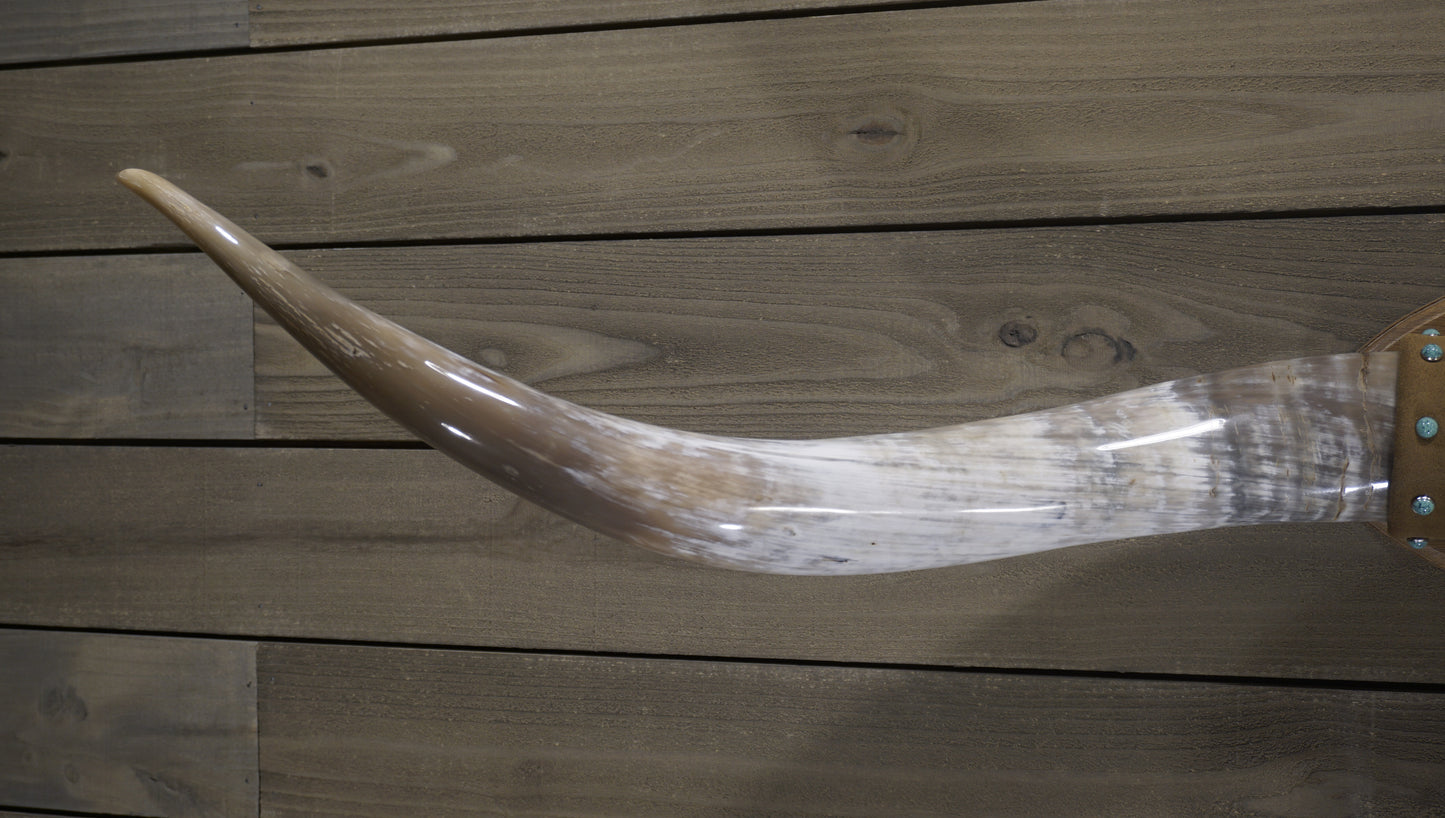 5'1" Longhorn Wall Mount #231