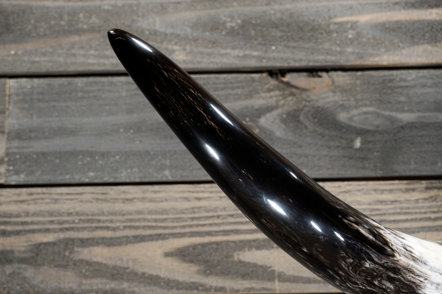 4' 11" Longhorn Wall Mount #296