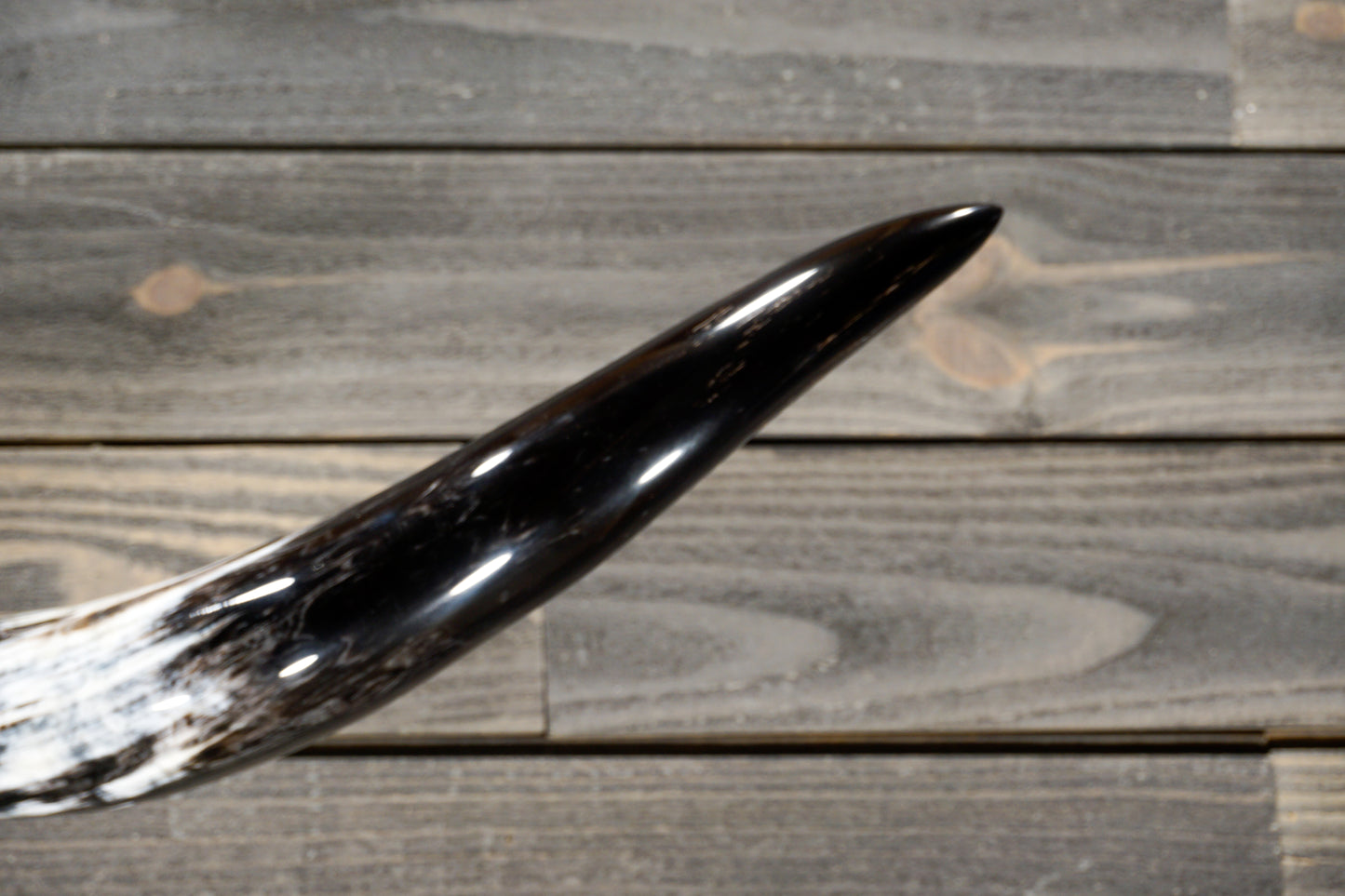 4' 11" Longhorn Wall Mount #296