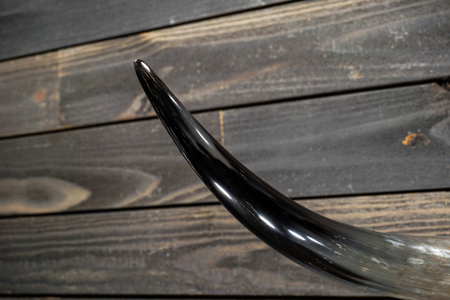 4' 7" Longhorn Wall Mount #232