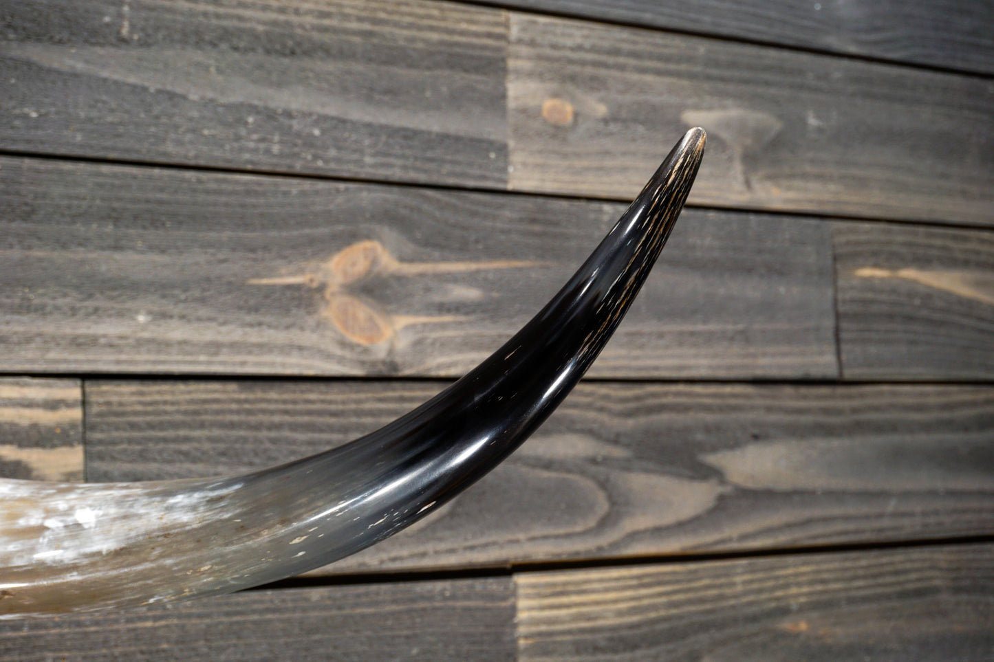 4' 7" Longhorn Wall Mount #232