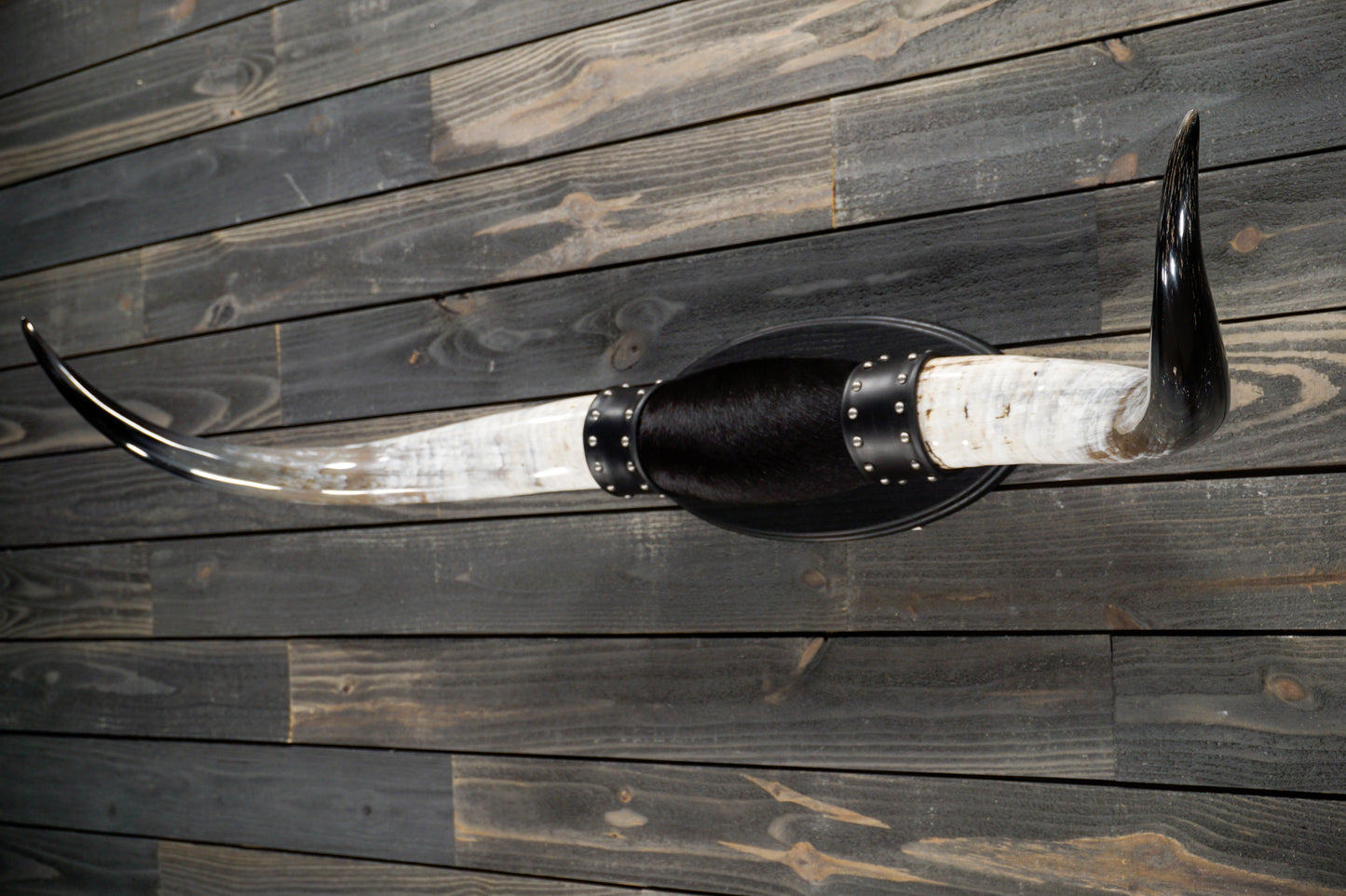 4' 7" Longhorn Wall Mount #232