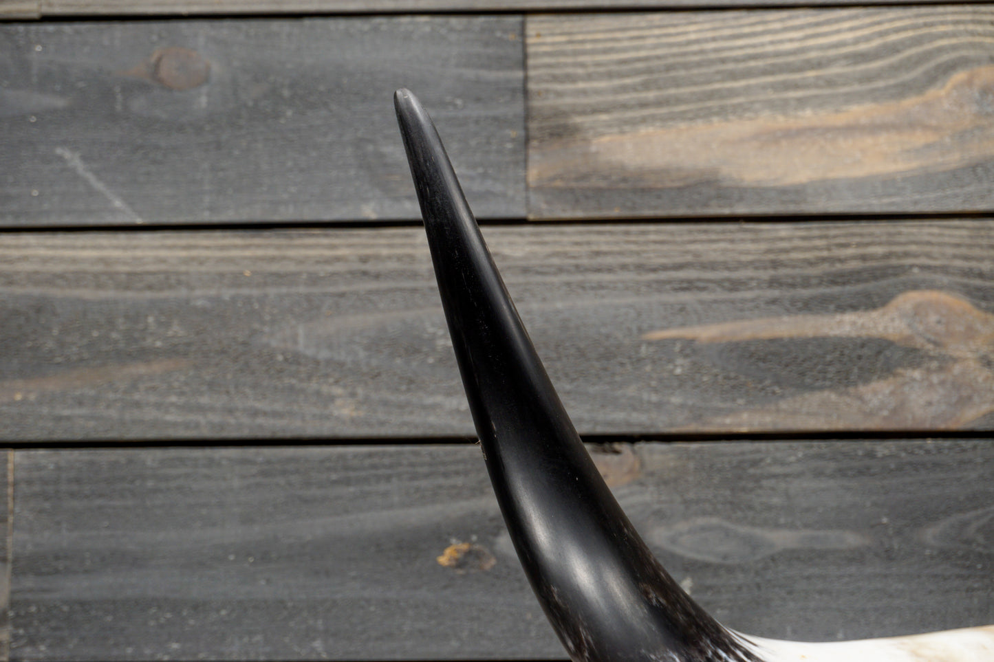 4' 1" Longhorn Wall Mount #287