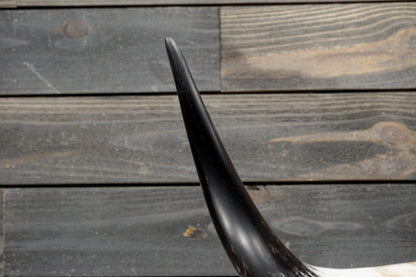 4' 1" Longhorn Wall Mount #287