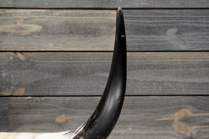 4' 1" Longhorn Wall Mount #287