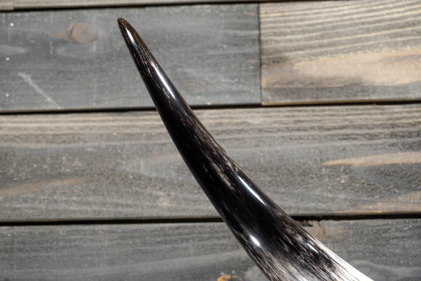 4' 5" Longhorn Wall Mount #303