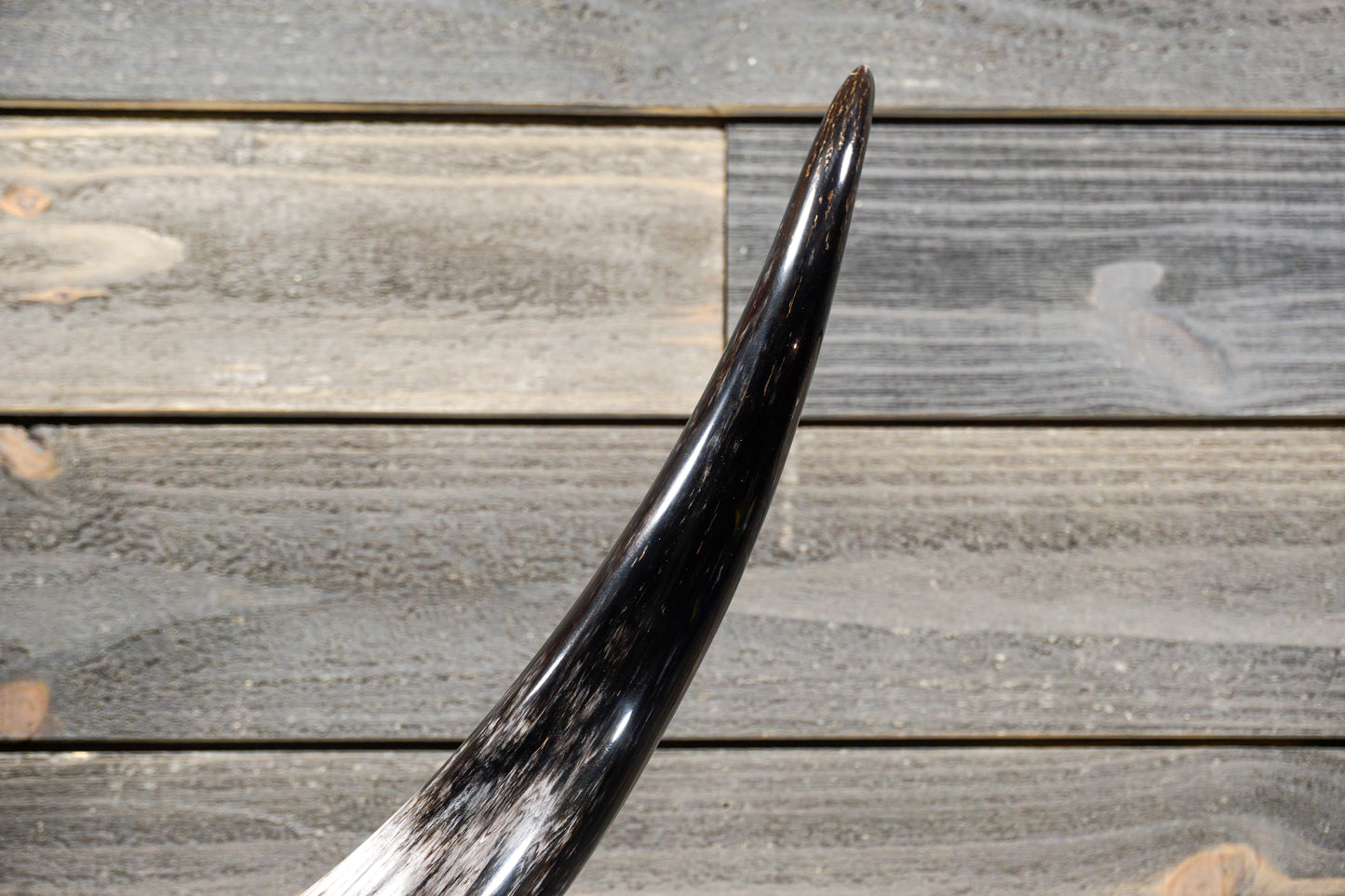 4' 5" Longhorn Wall Mount #303