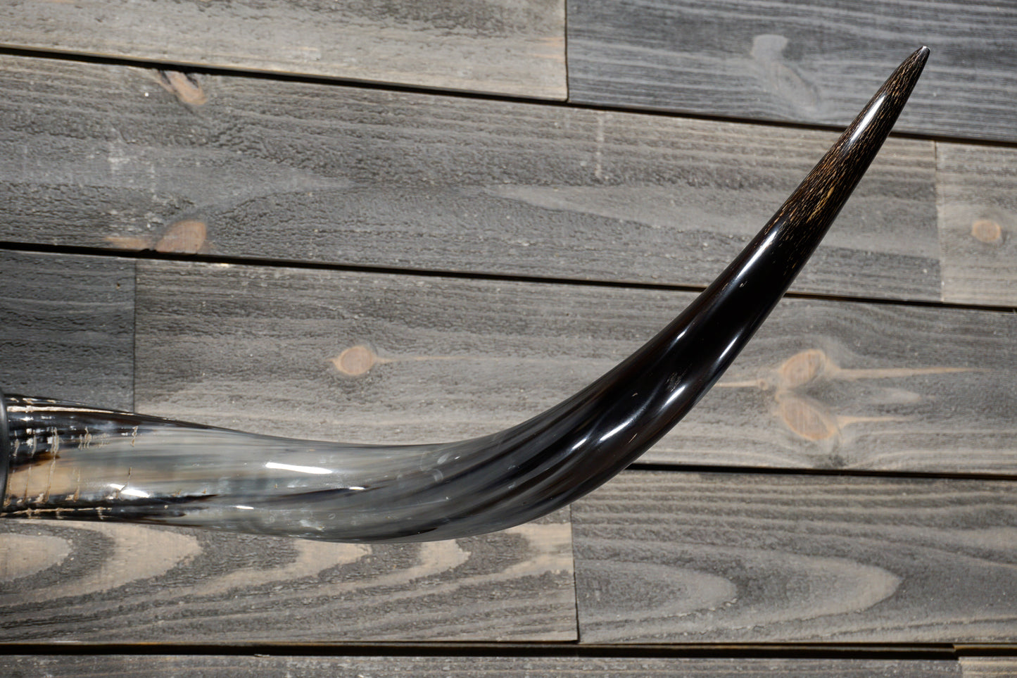 4' 8" Longhorn Wall Mount #309