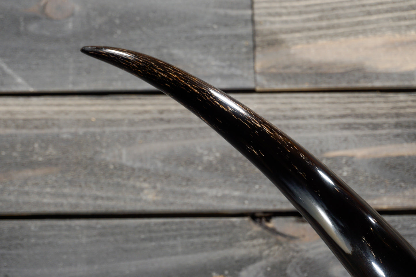 4' 8" Longhorn Wall Mount #309