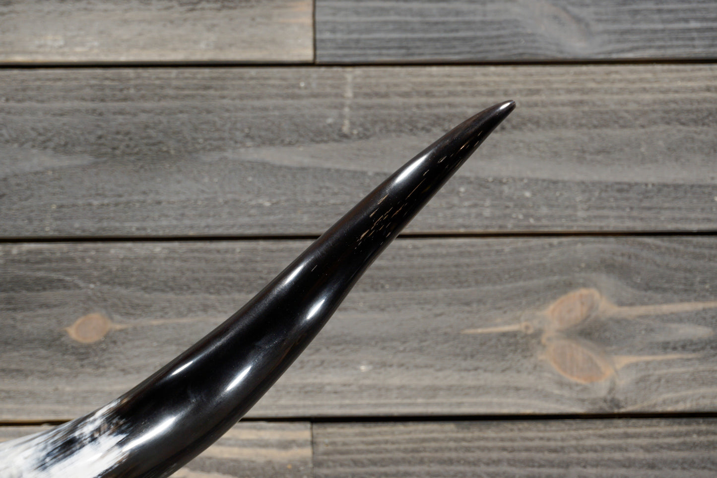 5' 0" Longhorn Wall Mount #339
