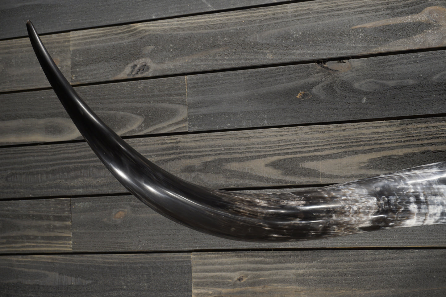 5' 11" Longhorn Wall Mount #358