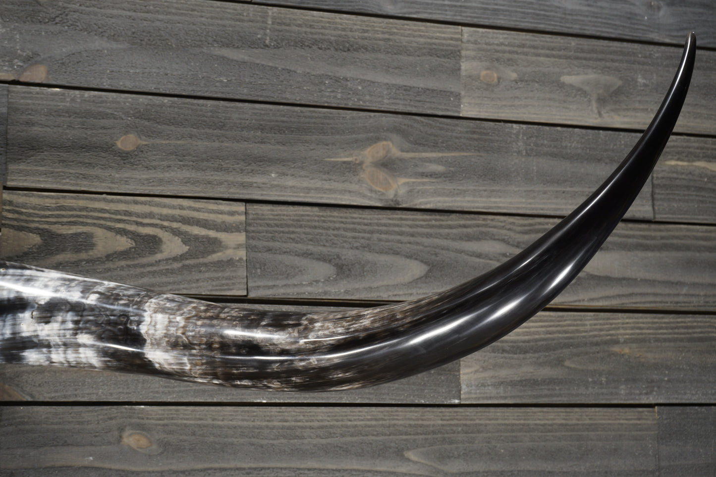 5' 11" Longhorn Wall Mount #358