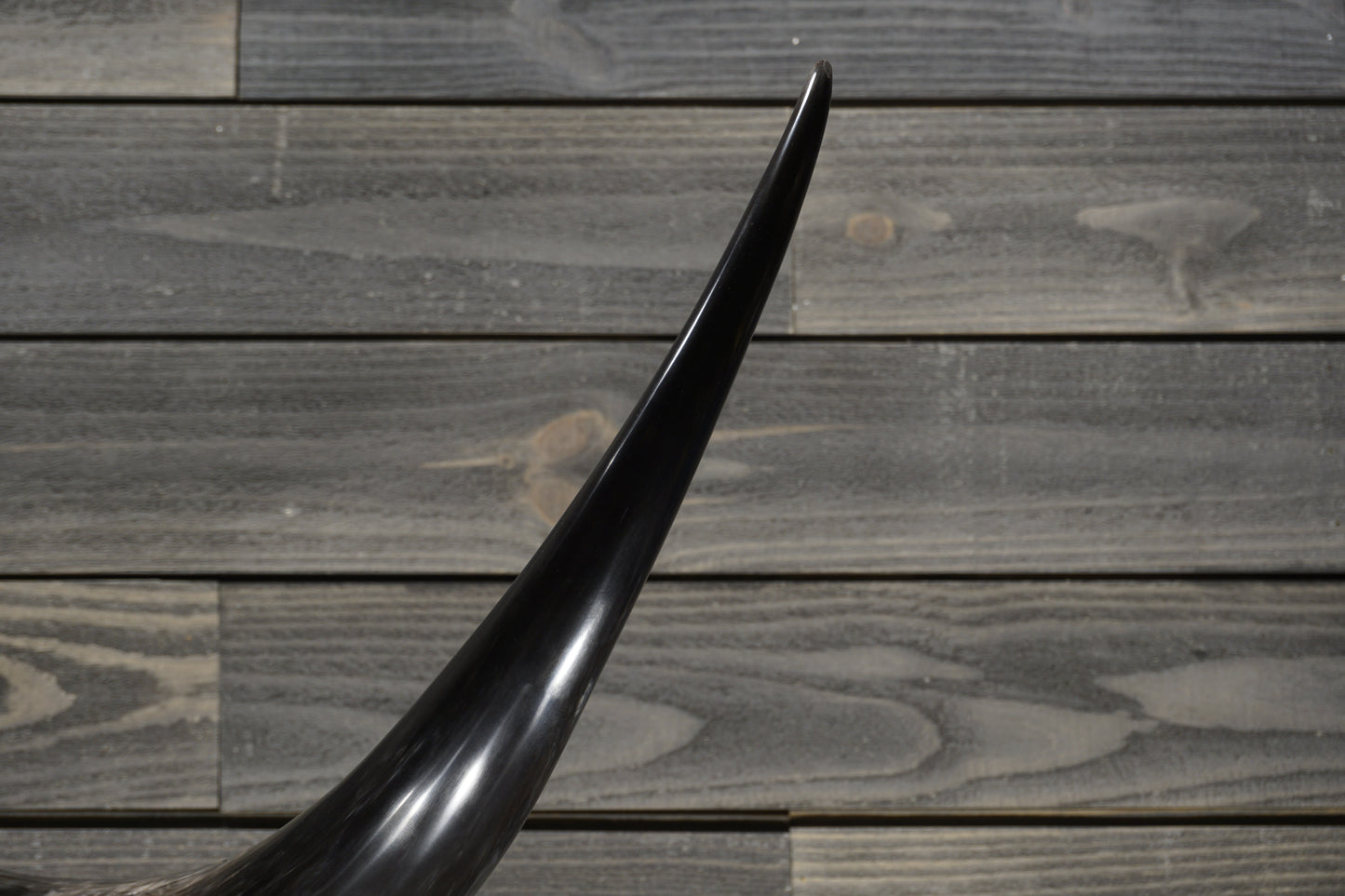 5' 11" Longhorn Wall Mount #358