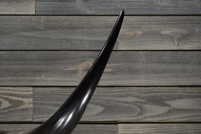 5' 11" Longhorn Wall Mount #358