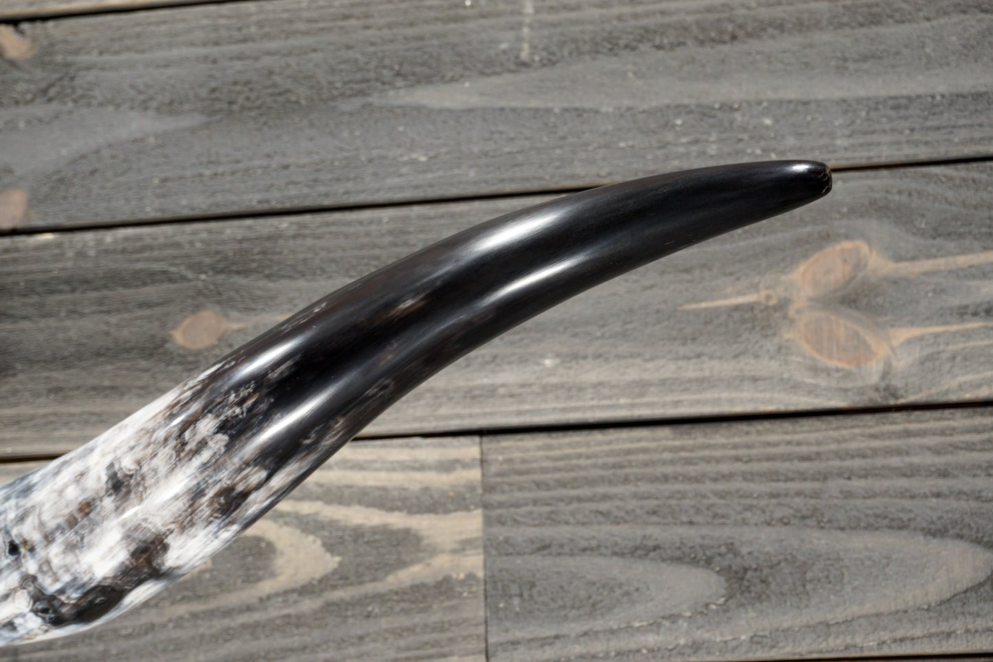 5' 2" Longhorn Wall Mount #370