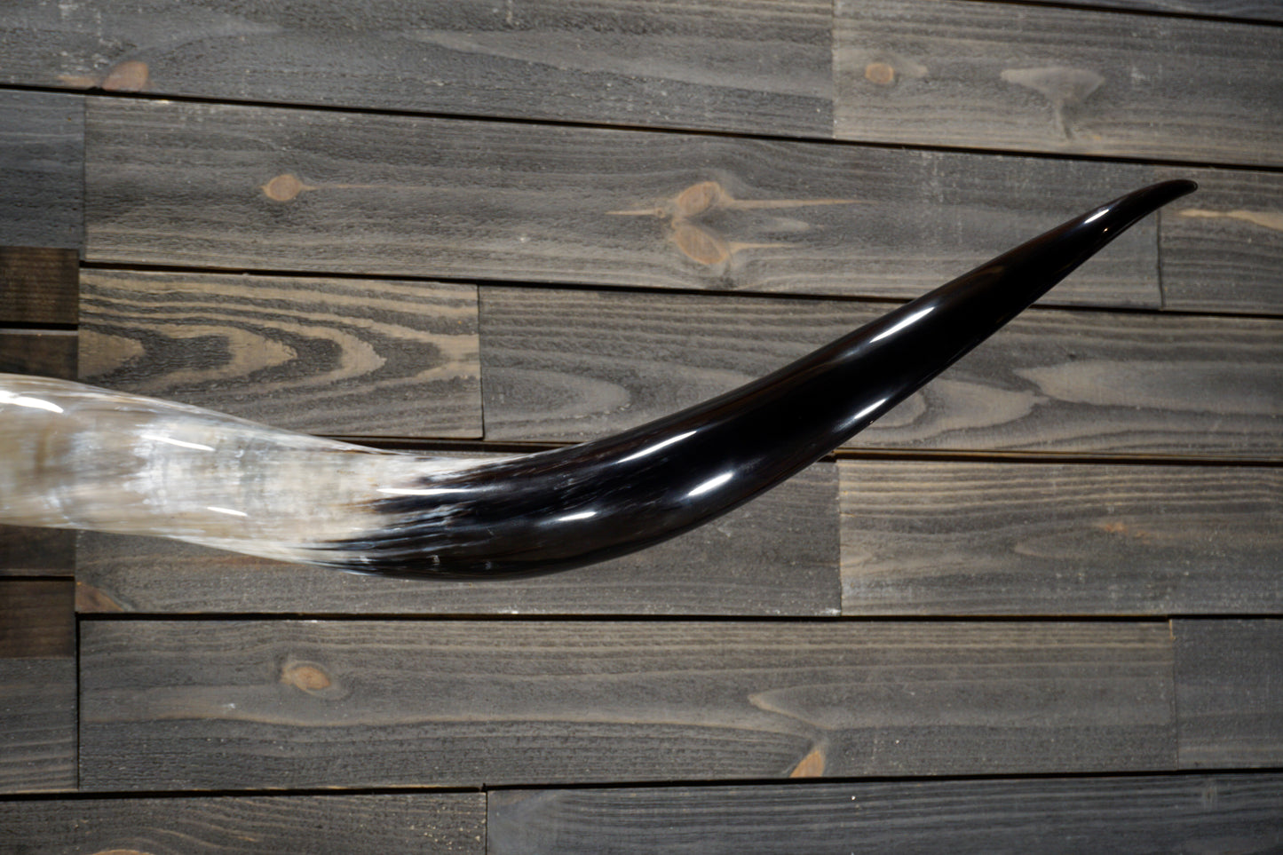 6' 10" Longhorn Wall Mount #321