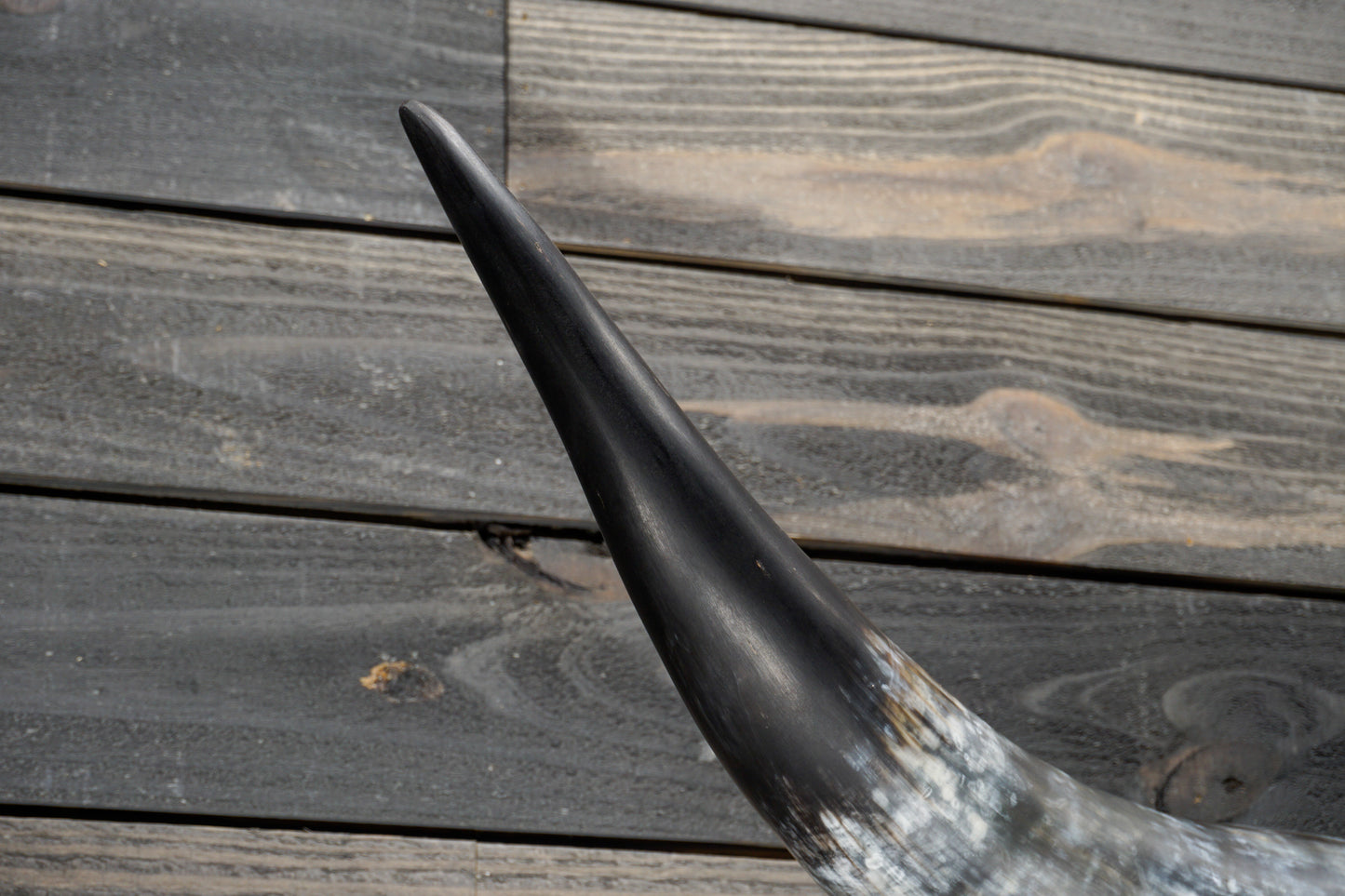 4' 7" Longhorn Wall Mount #331
