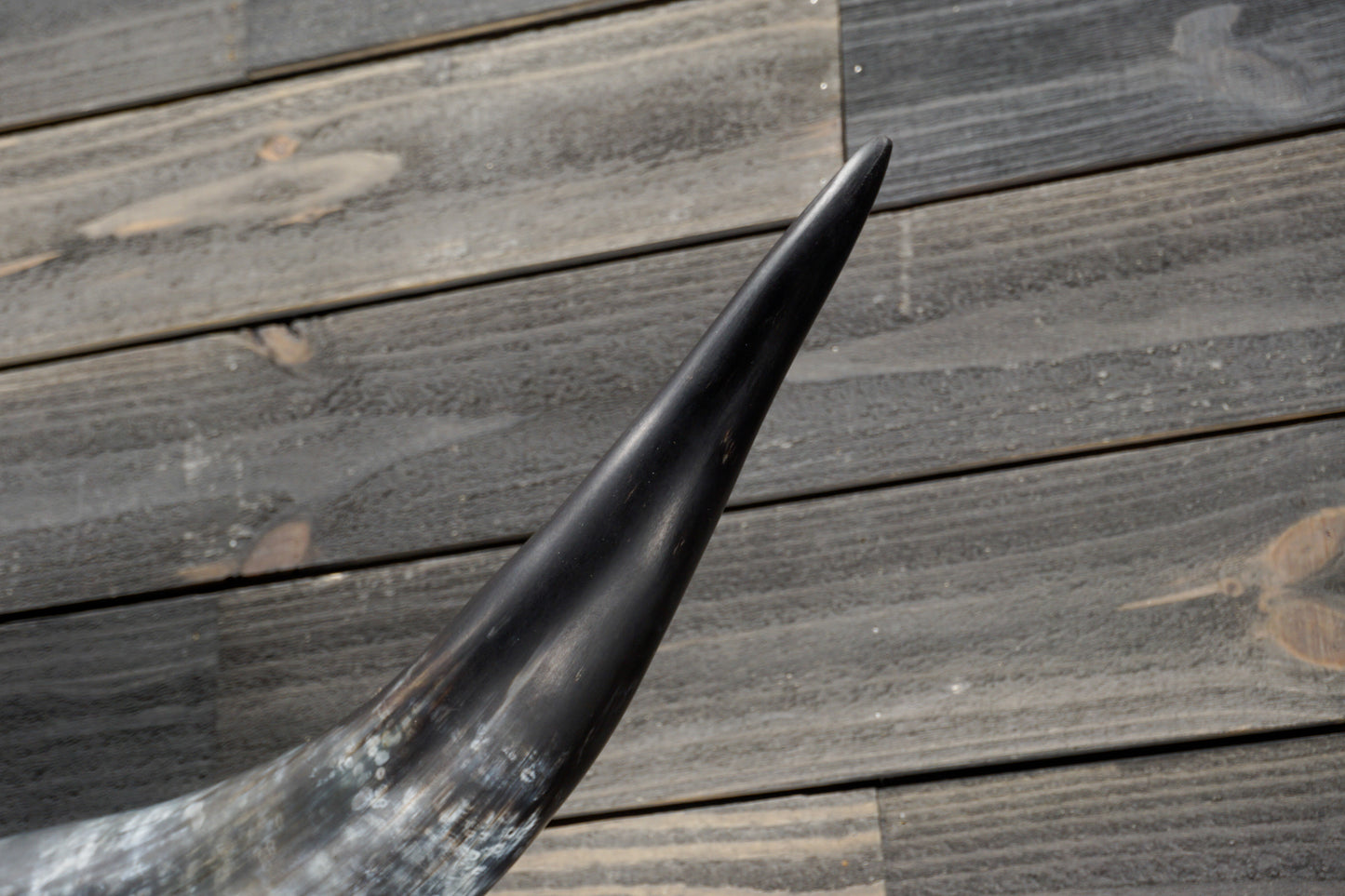 4' 7" Longhorn Wall Mount #331