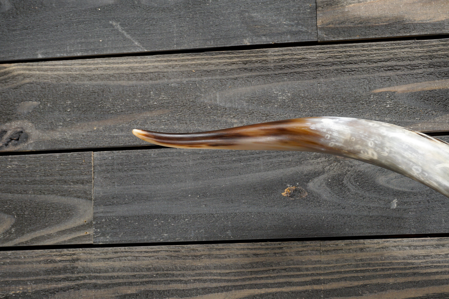 5' 6" Longhorn Wall Mount #272