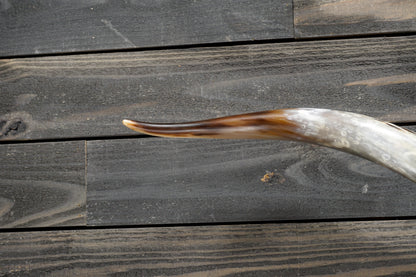 5' 6" Longhorn Wall Mount #272