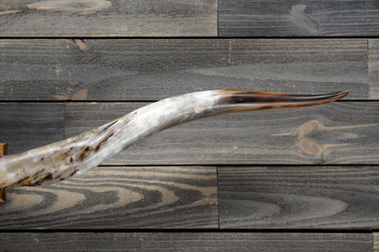 5' 6" Longhorn Wall Mount #272