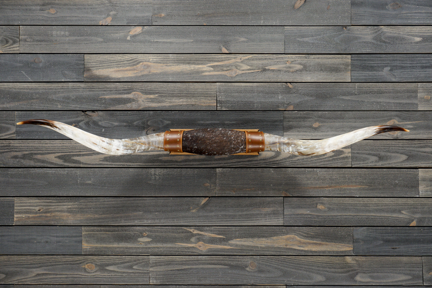 5' 5" Longhorn Wall Mount #273