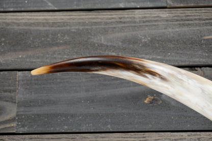 5' 5" Longhorn Wall Mount #273