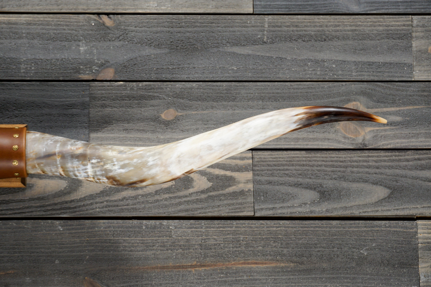 5' 5" Longhorn Wall Mount #273