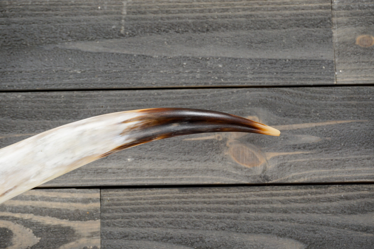 5' 5" Longhorn Wall Mount #273