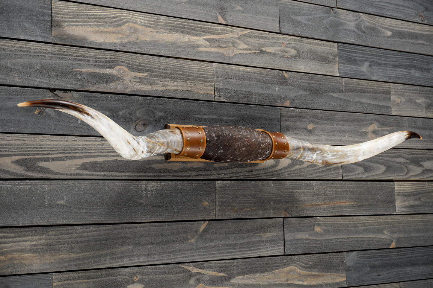 5' 5" Longhorn Wall Mount #273