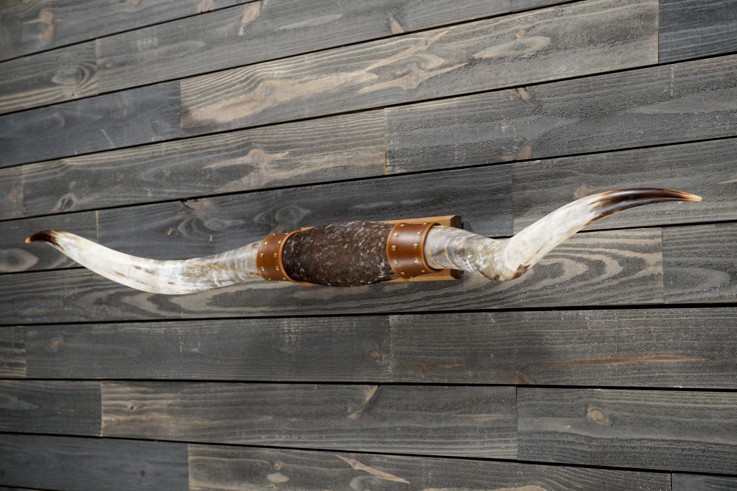 5' 5" Longhorn Wall Mount #273