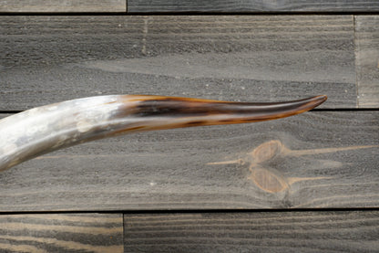 5' 6" Longhorn Wall Mount #272