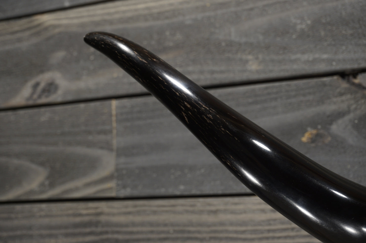 4' 7" Longhorn Wall Mount #288