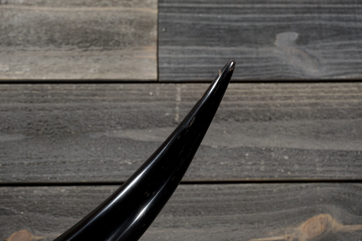 4' 5" Longhorn Wall Mount #354