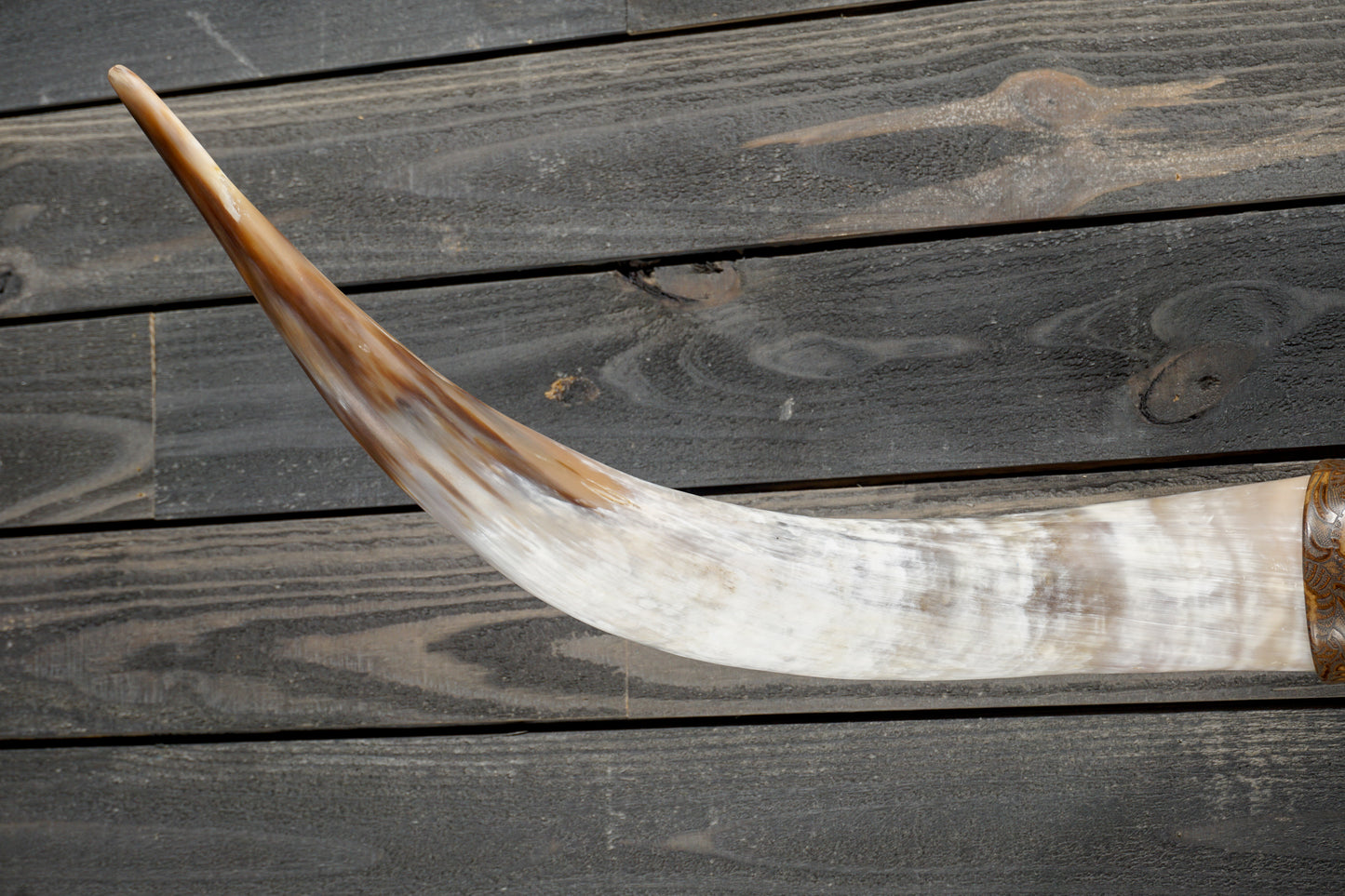 4' 5" Longhorn Wall Mount #366